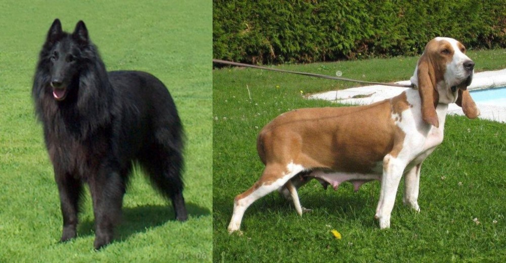 Sabueso Espanol vs Belgian Shepherd Dog (Groenendael) - Breed Comparison