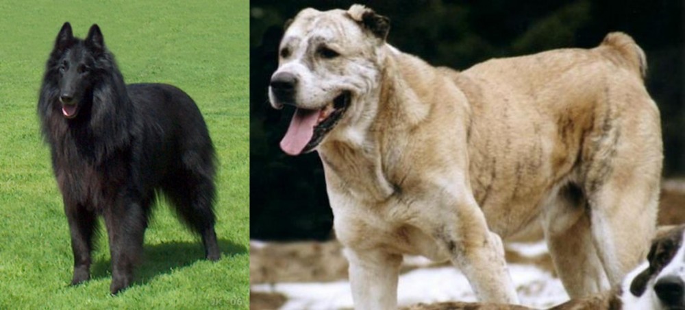 Sage Koochee vs Belgian Shepherd Dog (Groenendael) - Breed Comparison