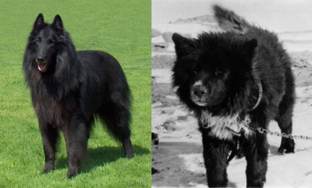 Sakhalin Husky vs Belgian Shepherd Dog (Groenendael) - Breed Comparison