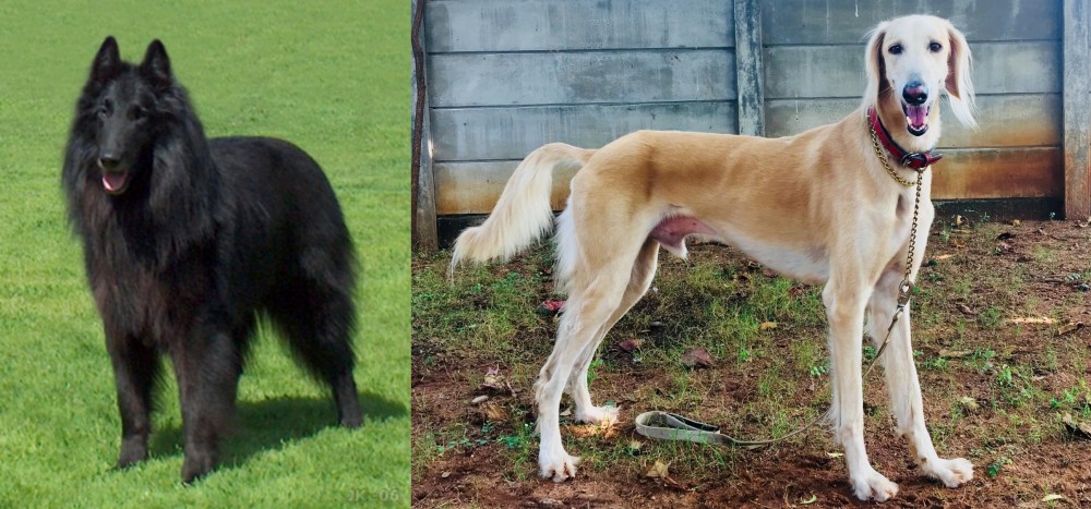 Saluki vs Belgian Shepherd Dog (Groenendael) - Breed Comparison
