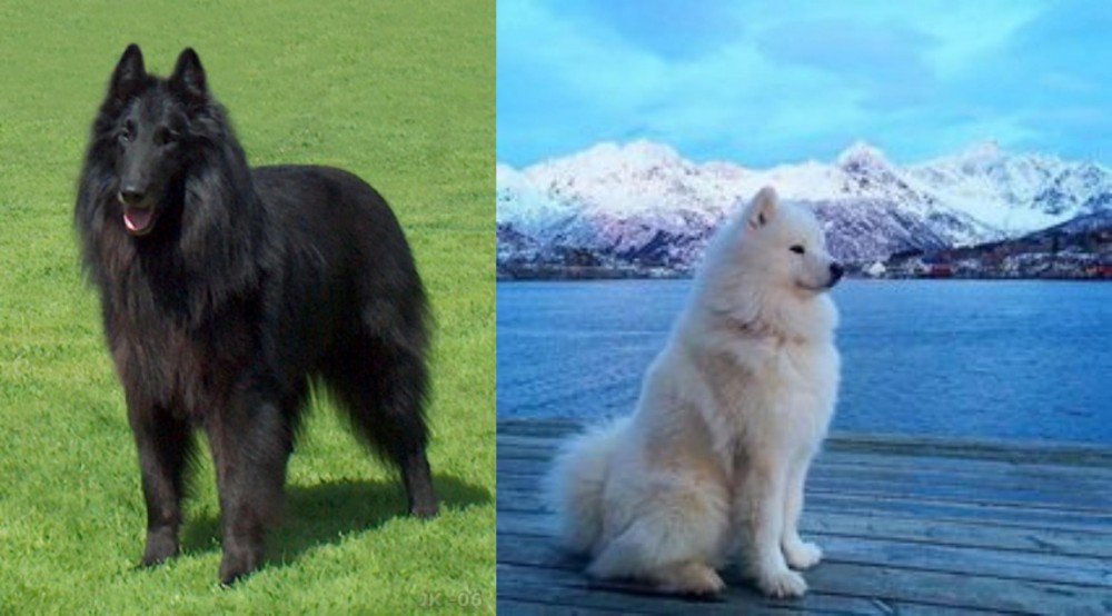 Samoyed vs Belgian Shepherd Dog (Groenendael) - Breed Comparison