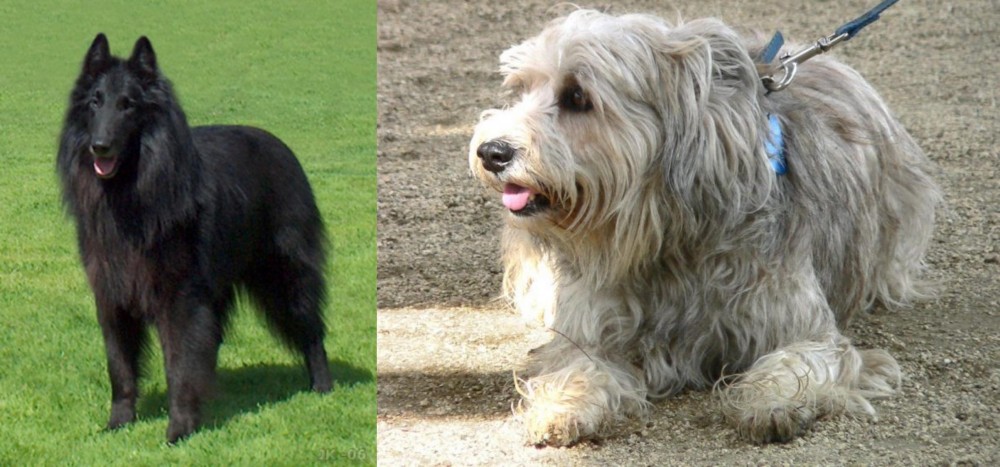 Sapsali vs Belgian Shepherd Dog (Groenendael) - Breed Comparison