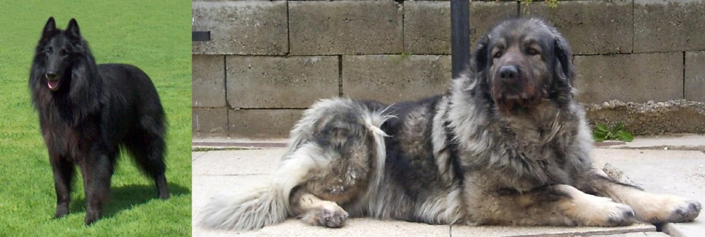 Sarplaninac vs Belgian Shepherd Dog (Groenendael) - Breed Comparison