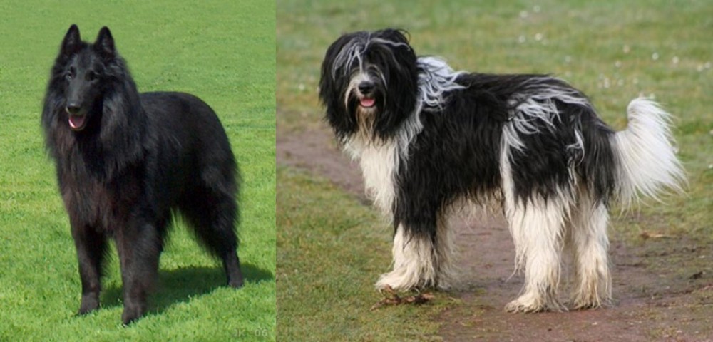 Schapendoes vs Belgian Shepherd Dog (Groenendael) - Breed Comparison