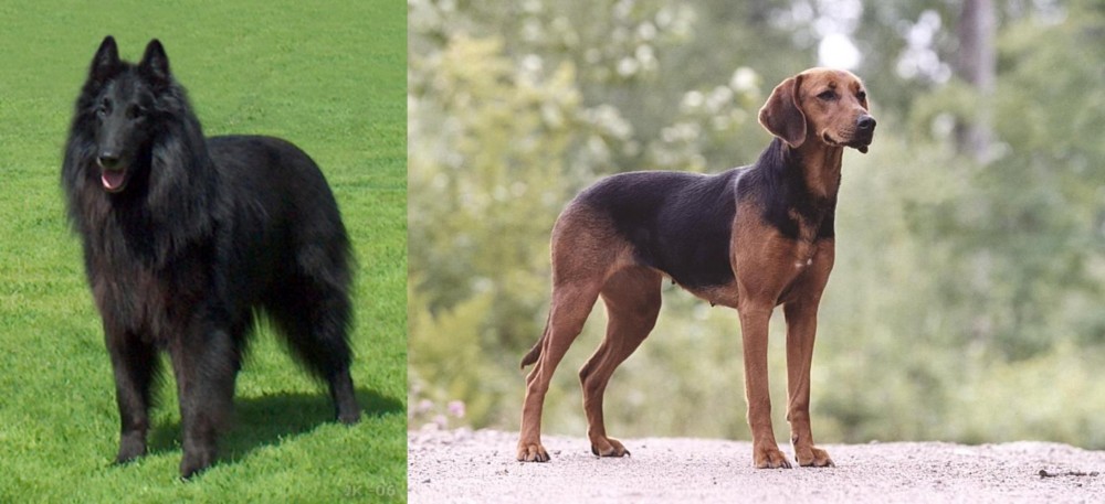 Schillerstovare vs Belgian Shepherd Dog (Groenendael) - Breed Comparison