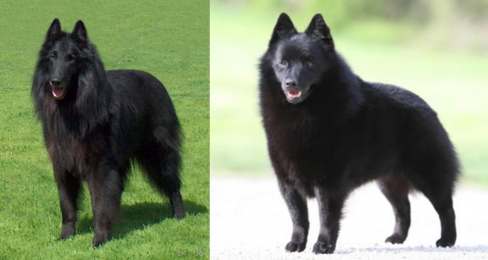 Schipperke vs Belgian Shepherd Dog (Groenendael) - Breed Comparison