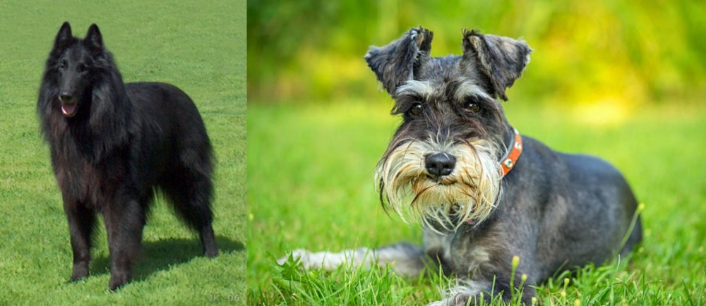 Schnauzer vs Belgian Shepherd Dog (Groenendael) - Breed Comparison