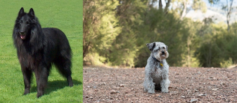 Schnoodle vs Belgian Shepherd Dog (Groenendael) - Breed Comparison