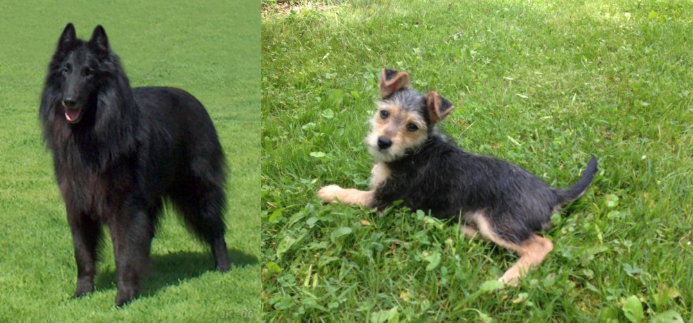 Schnorkie vs Belgian Shepherd Dog (Groenendael) - Breed Comparison
