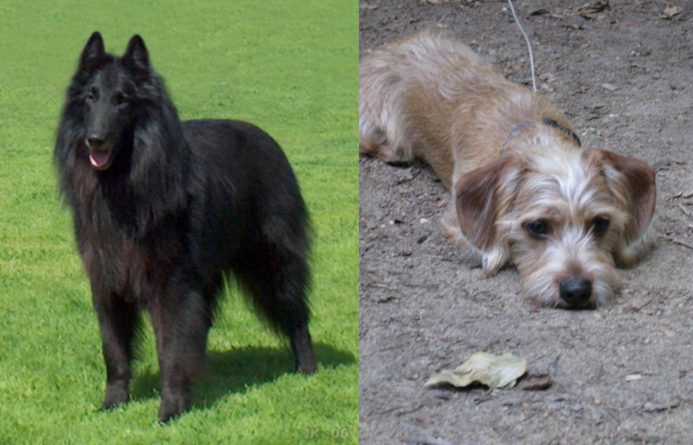 Schweenie vs Belgian Shepherd Dog (Groenendael) - Breed Comparison