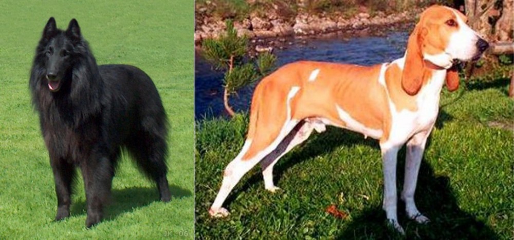 Schweizer Laufhund vs Belgian Shepherd Dog (Groenendael) - Breed Comparison