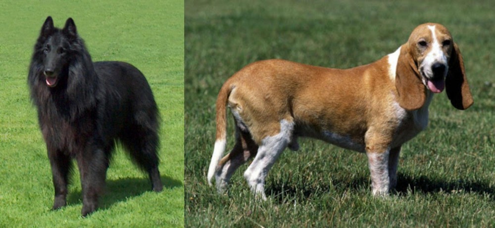 Schweizer Niederlaufhund vs Belgian Shepherd Dog (Groenendael) - Breed Comparison