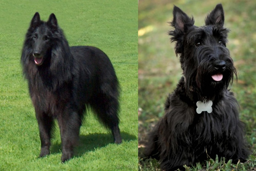 Scoland Terrier vs Belgian Shepherd Dog (Groenendael) - Breed Comparison