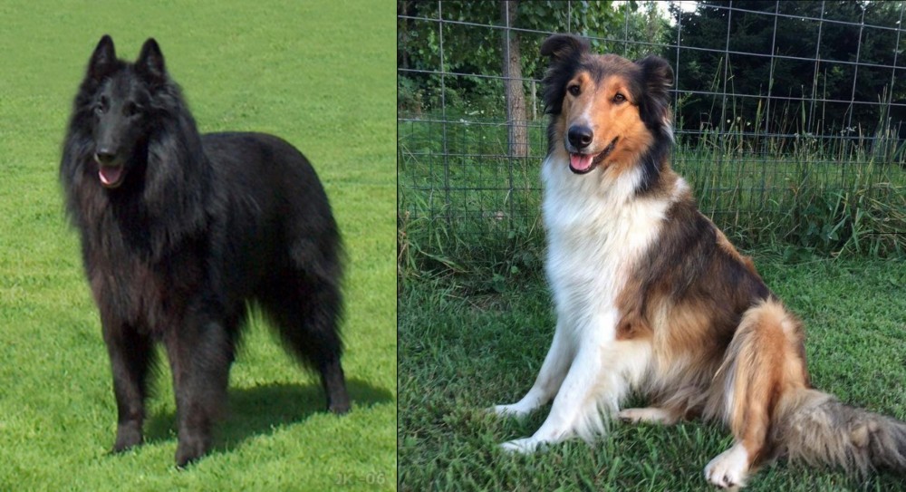 Scotch Collie vs Belgian Shepherd Dog (Groenendael) - Breed Comparison