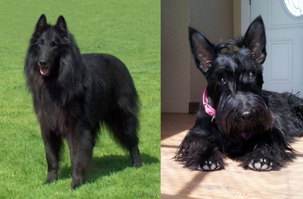 Scottish Terrier vs Belgian Shepherd Dog (Groenendael) - Breed Comparison