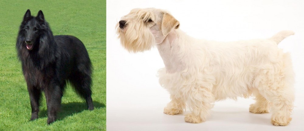 Sealyham Terrier vs Belgian Shepherd Dog (Groenendael) - Breed Comparison