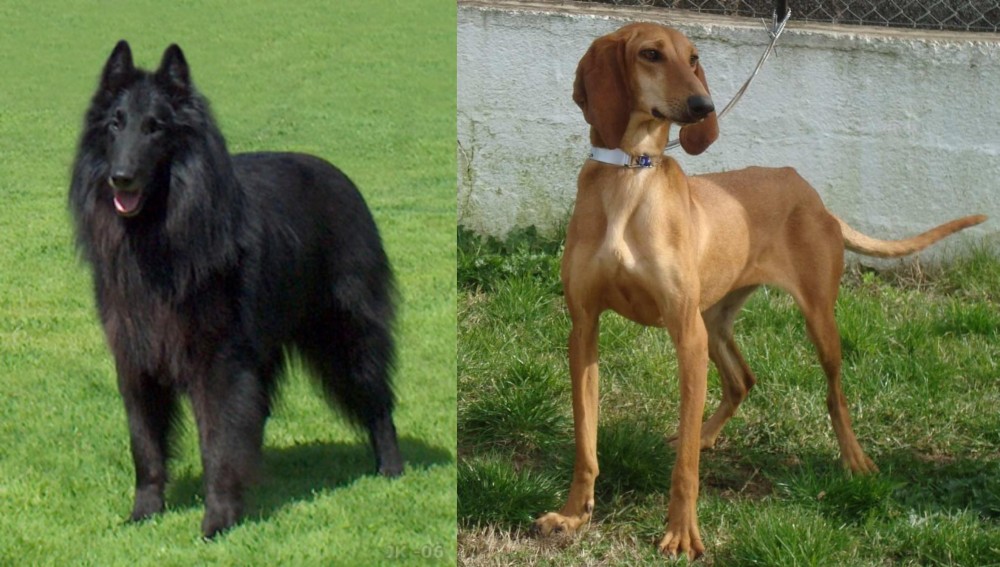 Segugio Italiano vs Belgian Shepherd Dog (Groenendael) - Breed Comparison