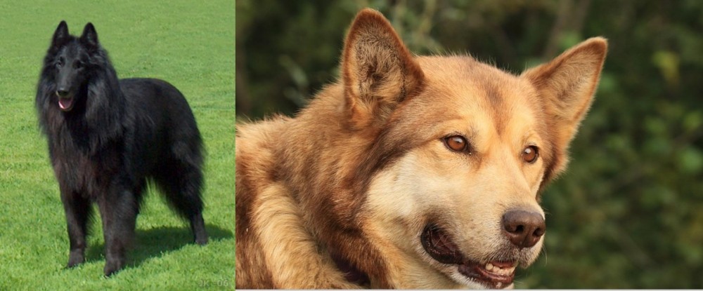 Seppala Siberian Sleddog vs Belgian Shepherd Dog (Groenendael) - Breed Comparison