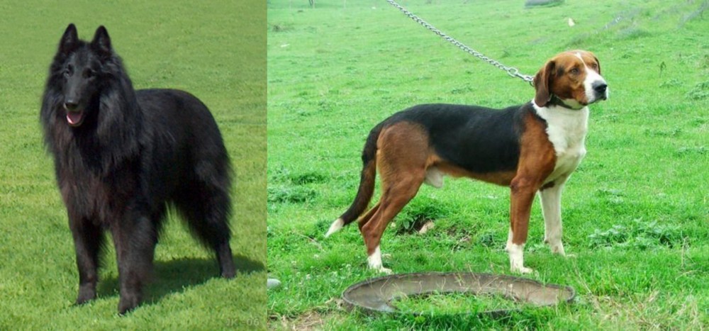 Serbian Tricolour Hound vs Belgian Shepherd Dog (Groenendael) - Breed Comparison