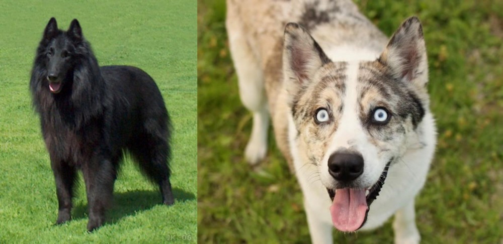 Shepherd Husky vs Belgian Shepherd Dog (Groenendael) - Breed Comparison