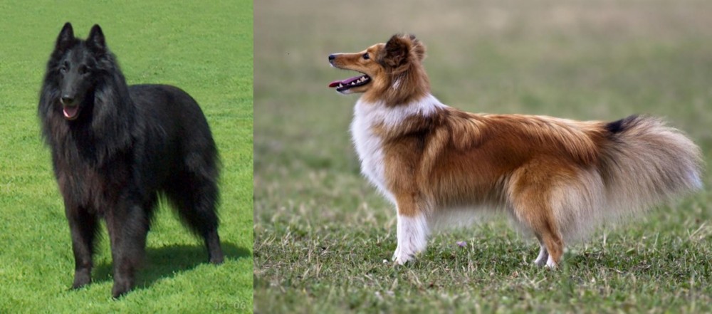 Shetland Sheepdog vs Belgian Shepherd Dog (Groenendael) - Breed Comparison