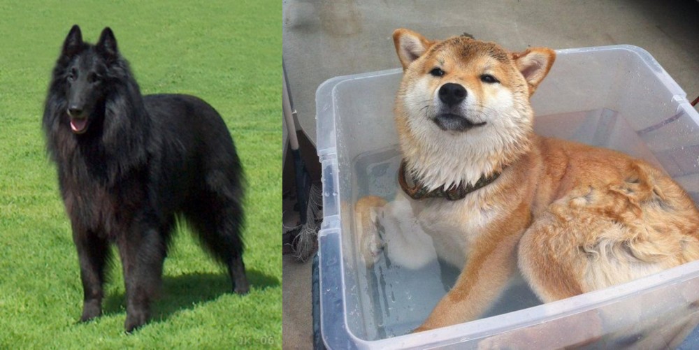 Shiba Inu vs Belgian Shepherd Dog (Groenendael) - Breed Comparison