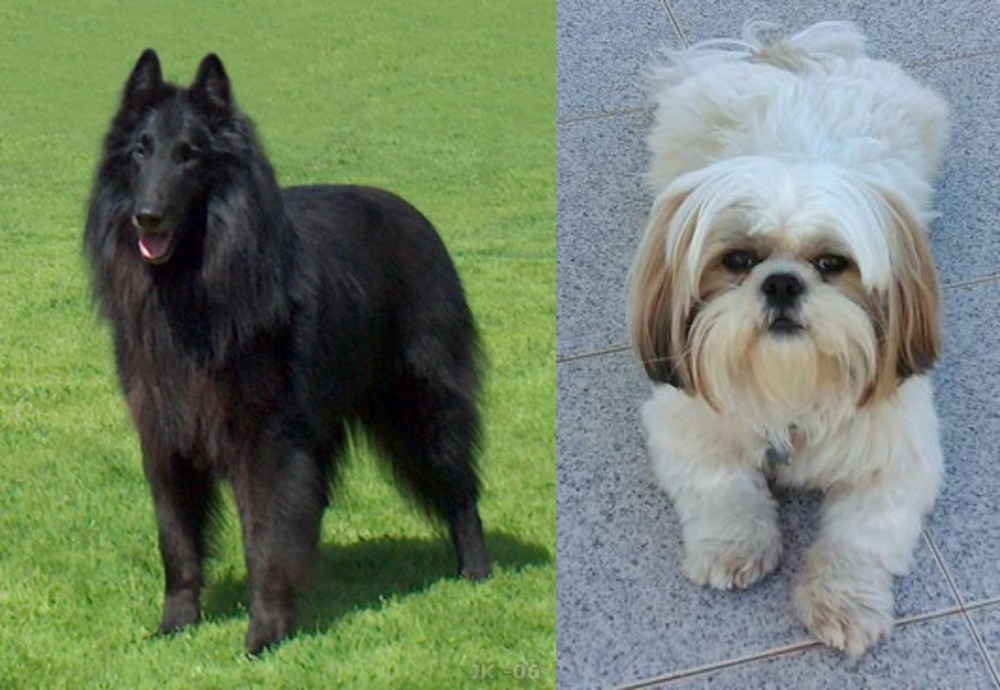 Shih Tzu vs Belgian Shepherd Dog (Groenendael) - Breed Comparison