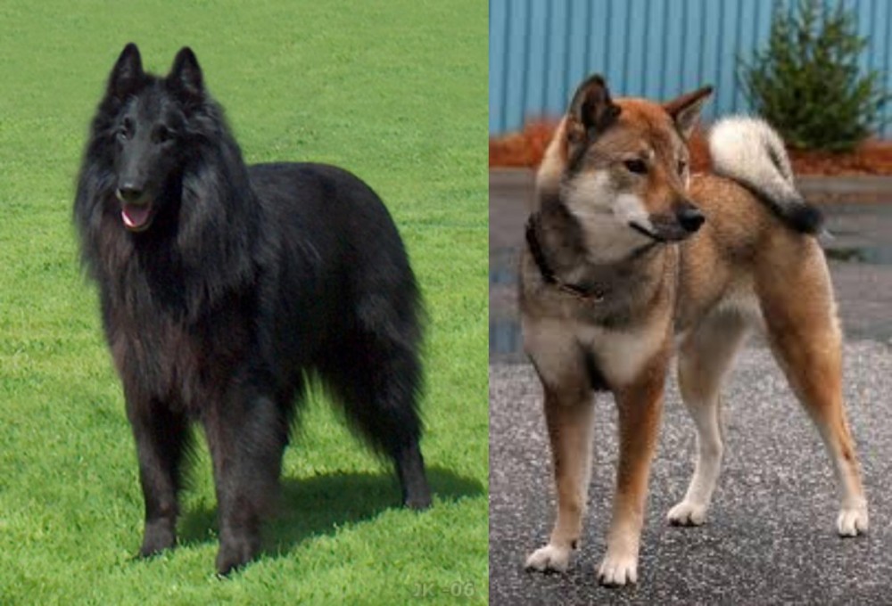 Shikoku vs Belgian Shepherd Dog (Groenendael) - Breed Comparison