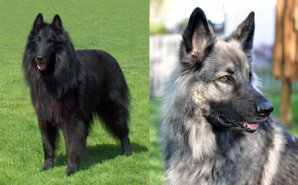 Shiloh Shepherd vs Belgian Shepherd Dog (Groenendael) - Breed Comparison