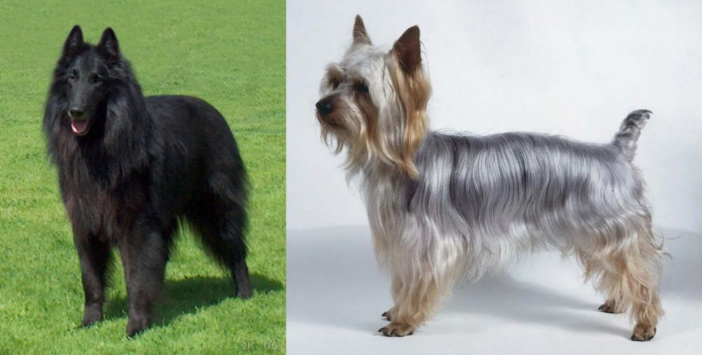 Silky Terrier vs Belgian Shepherd Dog (Groenendael) - Breed Comparison