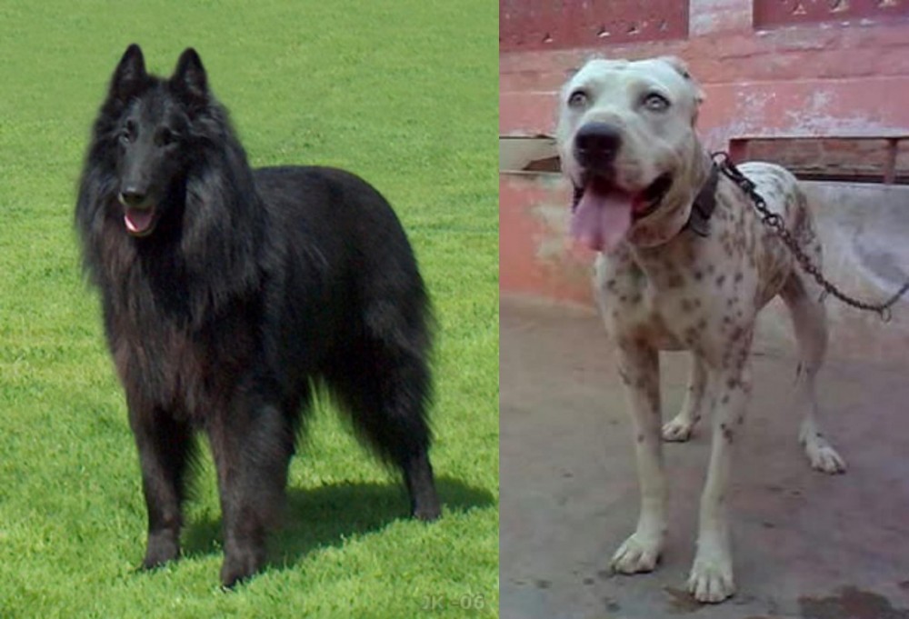 Sindh Mastiff vs Belgian Shepherd Dog (Groenendael) - Breed Comparison