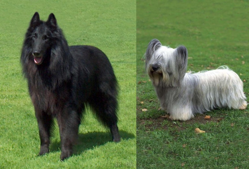 Skye Terrier vs Belgian Shepherd Dog (Groenendael) - Breed Comparison