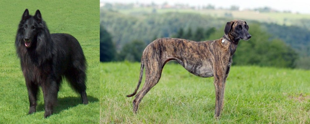 Sloughi vs Belgian Shepherd Dog (Groenendael) - Breed Comparison