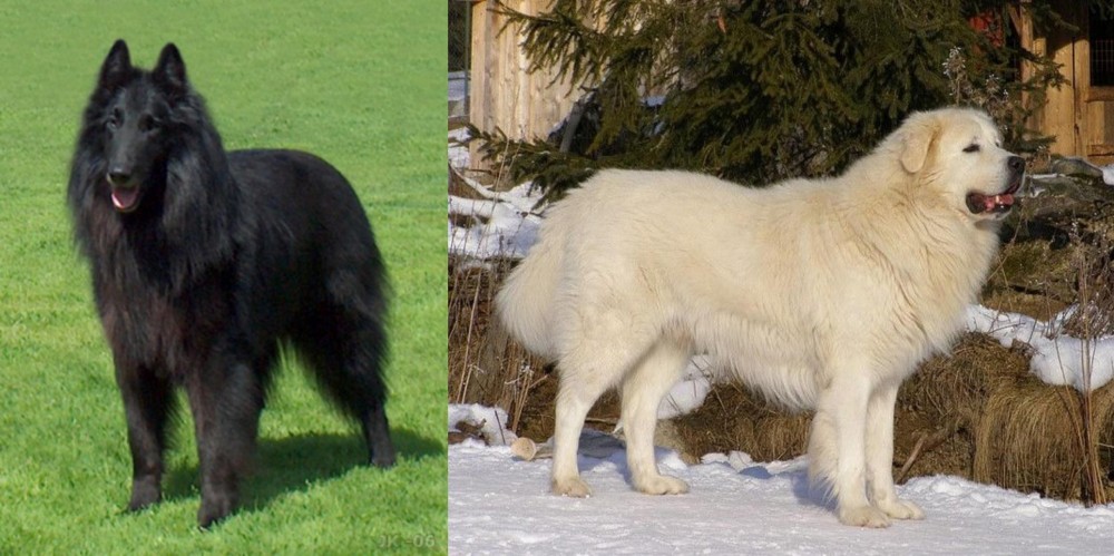 Slovak Cuvac vs Belgian Shepherd Dog (Groenendael) - Breed Comparison