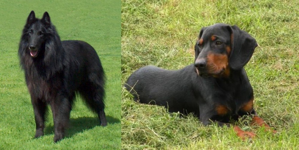 Slovakian Hound vs Belgian Shepherd Dog (Groenendael) - Breed Comparison