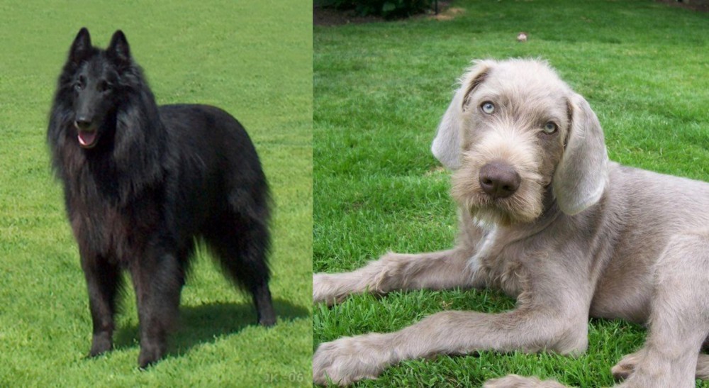 Slovakian Rough Haired Pointer vs Belgian Shepherd Dog (Groenendael) - Breed Comparison