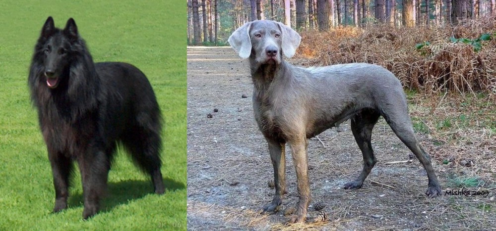 Slovensky Hrubosrsty Stavac vs Belgian Shepherd Dog (Groenendael) - Breed Comparison
