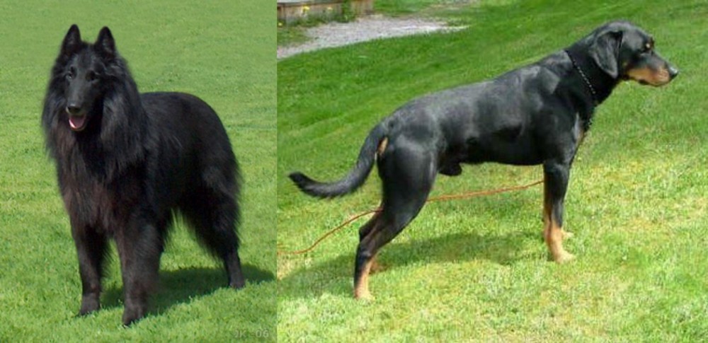 Smalandsstovare vs Belgian Shepherd Dog (Groenendael) - Breed Comparison