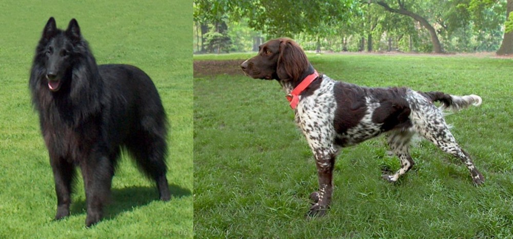 Small Munsterlander vs Belgian Shepherd Dog (Groenendael) - Breed Comparison