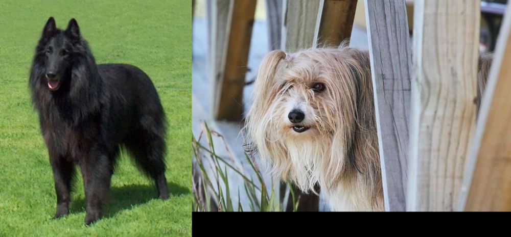Smithfield vs Belgian Shepherd Dog (Groenendael) - Breed Comparison