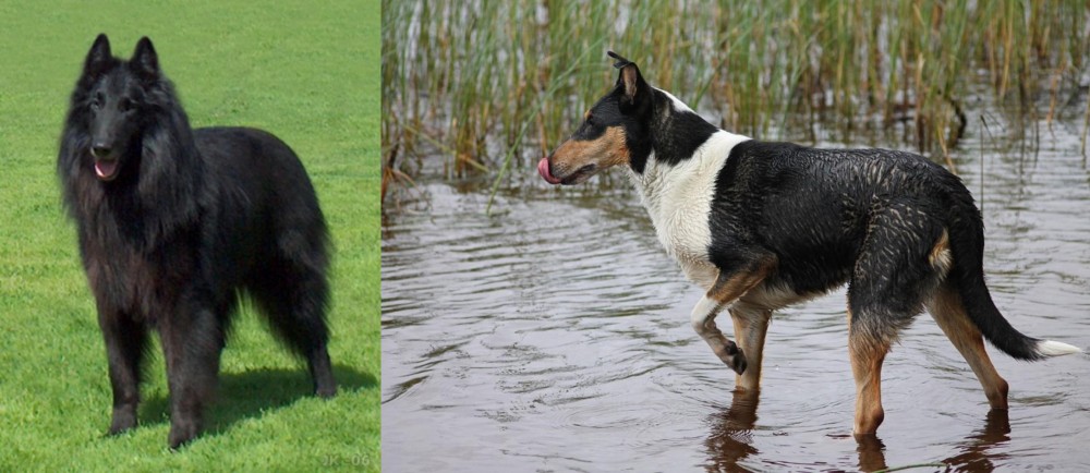 Smooth Collie vs Belgian Shepherd Dog (Groenendael) - Breed Comparison