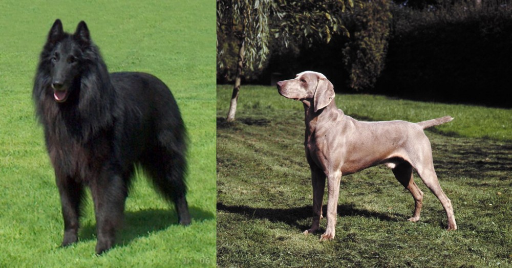 Smooth Haired Weimaraner vs Belgian Shepherd Dog (Groenendael) - Breed Comparison