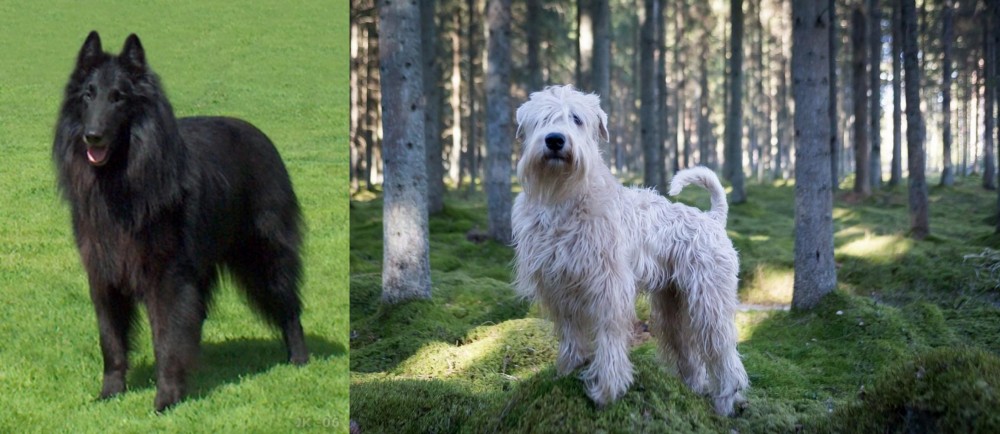 Soft-Coated Wheaten Terrier vs Belgian Shepherd Dog (Groenendael) - Breed Comparison
