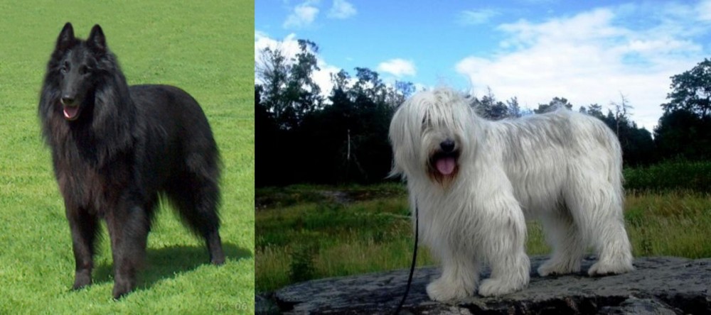 South Russian Ovcharka vs Belgian Shepherd Dog (Groenendael) - Breed Comparison