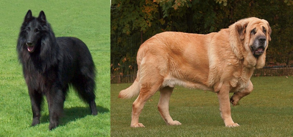 Spanish Mastiff vs Belgian Shepherd Dog (Groenendael) - Breed Comparison