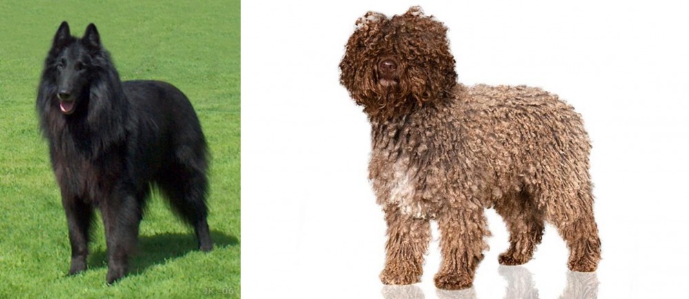 Spanish Water Dog vs Belgian Shepherd Dog (Groenendael) - Breed Comparison