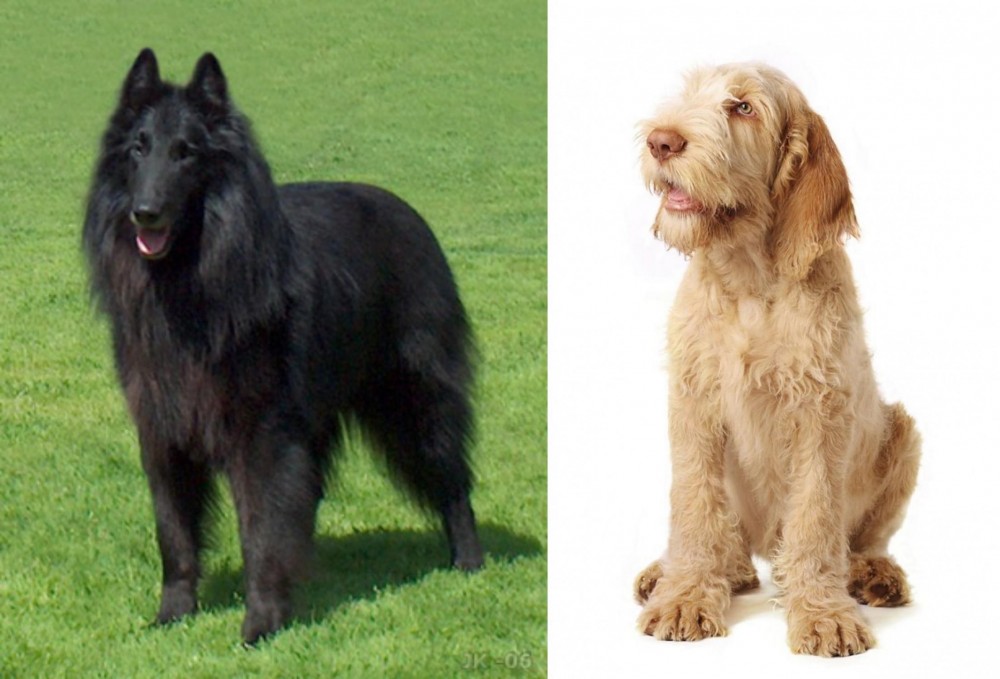 Spinone Italiano vs Belgian Shepherd Dog (Groenendael) - Breed Comparison
