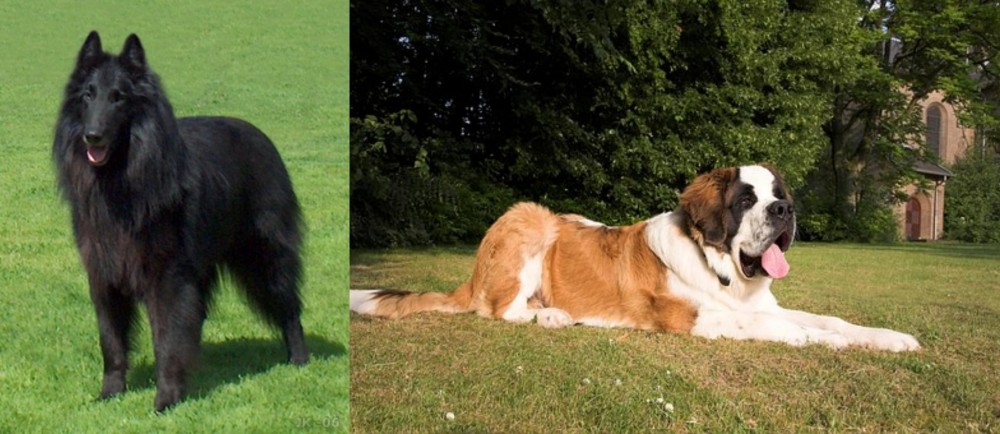 St. Bernard vs Belgian Shepherd Dog (Groenendael) - Breed Comparison