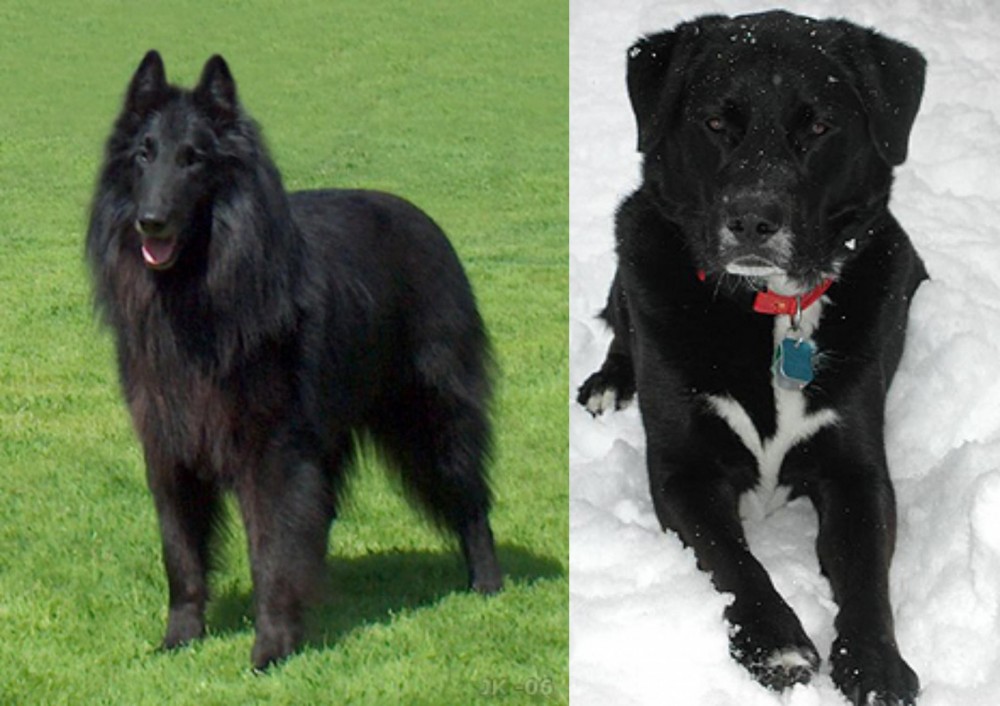St. John's Water Dog vs Belgian Shepherd Dog (Groenendael) - Breed Comparison