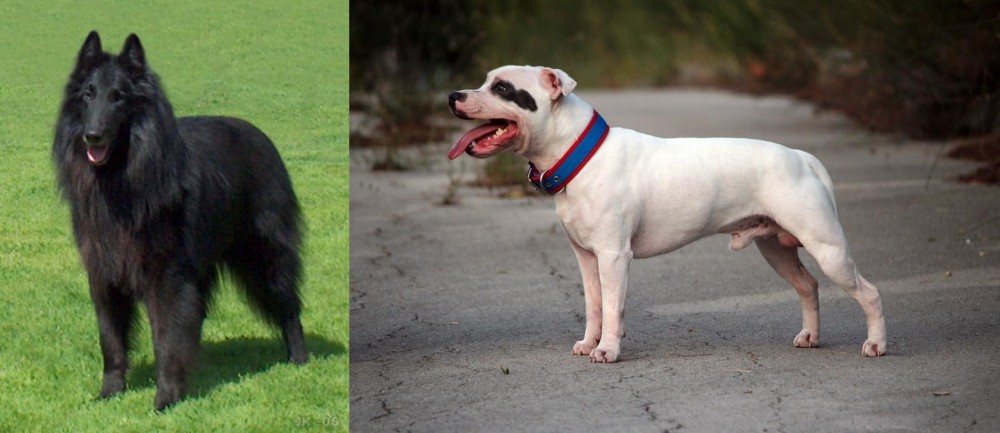 Staffordshire Bull Terrier vs Belgian Shepherd Dog (Groenendael) - Breed Comparison